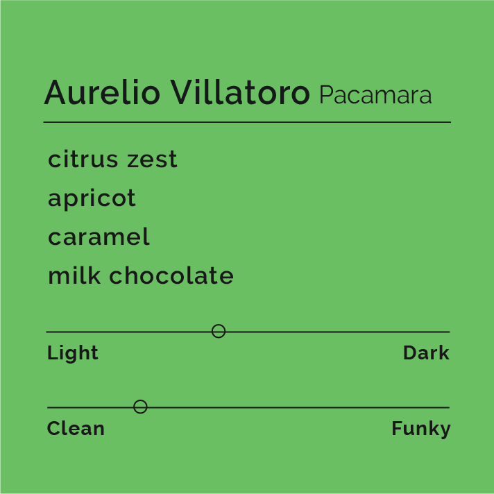 Aurelio Villatoro - Pacamara coffee beans from Huehuetenango, Guatemala, showcasing the producer's dedication to quality and traditional washed processing methods.