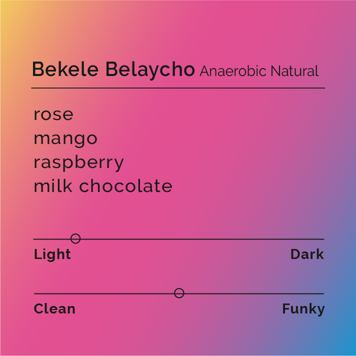 Bekele Belaycho - Anaerobic Natural coffee beans from Bensa, Sidama, Ethiopia, highlighting floral and fruity notes with a smooth, chocolatey finish.