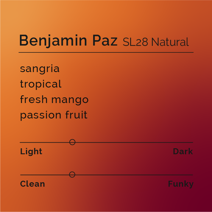 Benjamin Paz - SL28 Natural coffee from El Cedral, Honduras; tropical, vibrant beans, processed naturally, promising a juicy, complex flavor reminiscent of sangria.