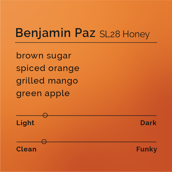 Benjamin Paz - SL28 Honey coffee, showcasing its honey process with notes of grilled mangoes and apple pie, sourced from El Cedral, Santa Barbara, Honduras.
