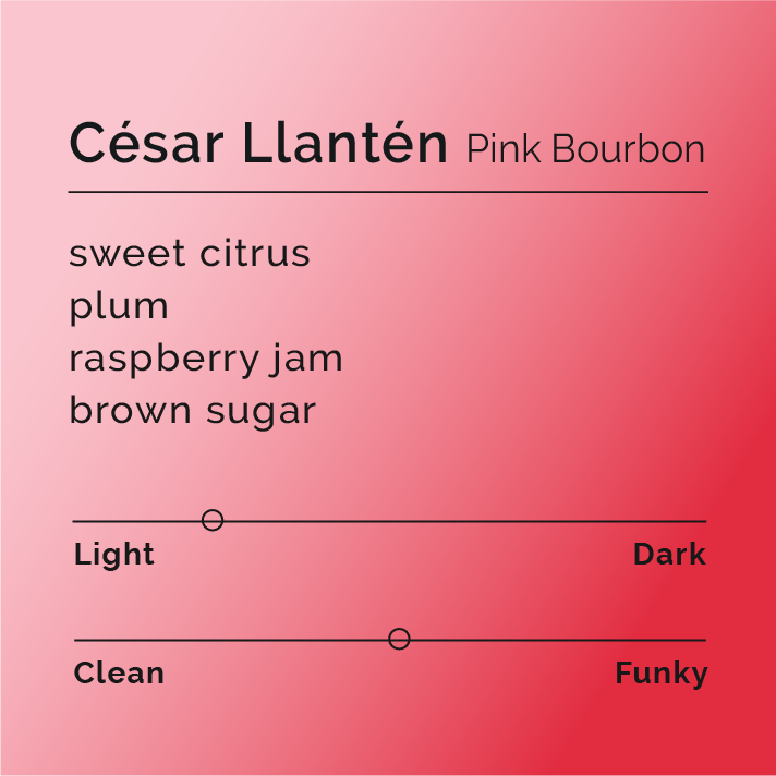 César Llantén Pink Bourbon Instant Coffee, featuring six pouches of sweet citrus, plum, and raspberry jam notes, showcasing specialty Colombian coffee.