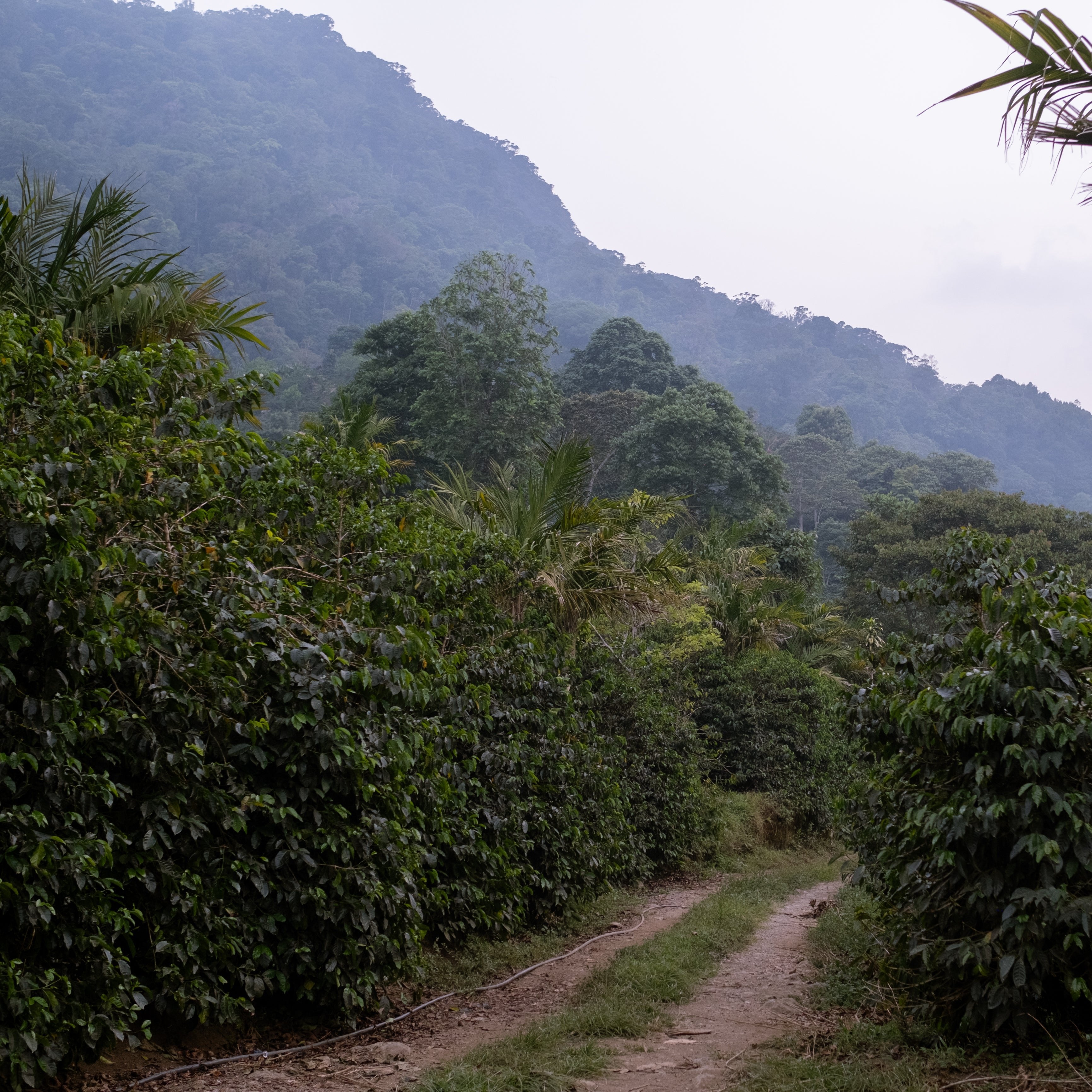 Yeltsin Sagastume - COE 20 coffee package, highlighting its Maracaturra variety, natural processing, and Santa Barbara, Honduras origin.