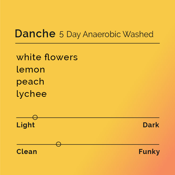 Danche - 5 Day Anaerobic Washed specialty coffee from Worka Chelbessa, Ethiopia, showcasing premium beans processed for exceptional flavor with notes of florals, citrus, and stone fruit.