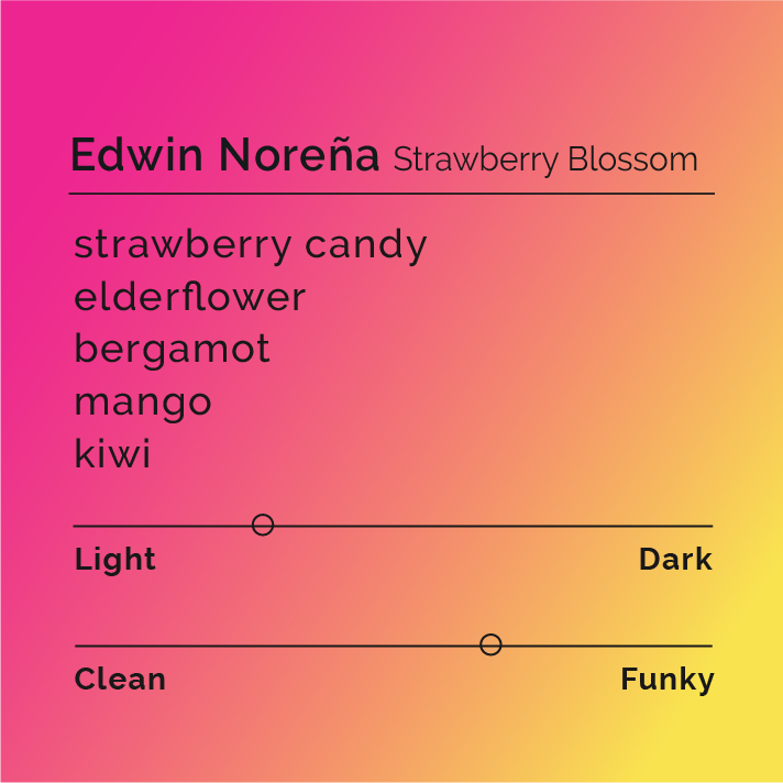 Edwin Noreña - Strawberry Blossom coffee blend, showcasing intricate processing techniques by Edwin Noreña, emphasizing fruitiness and florality with advanced fermentation methods.
