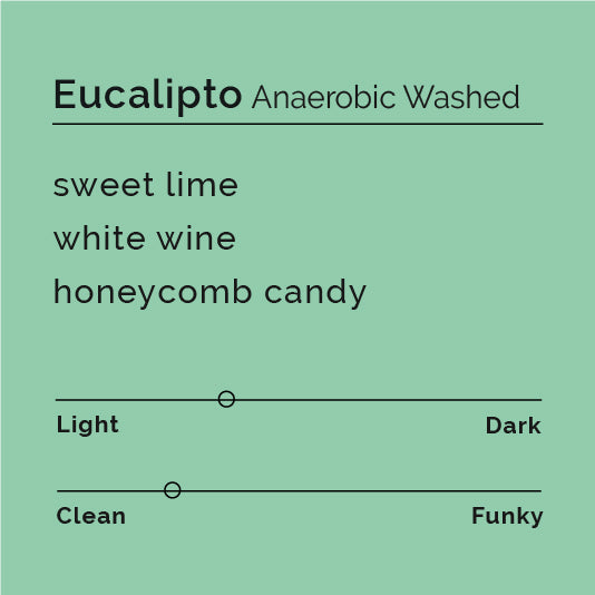 Eucalipto - Anaerobic Washed coffee beans, grown by Luz Emerita Herrera in Peru, highlighting premium Bourbon variety and sustainable processing methods.