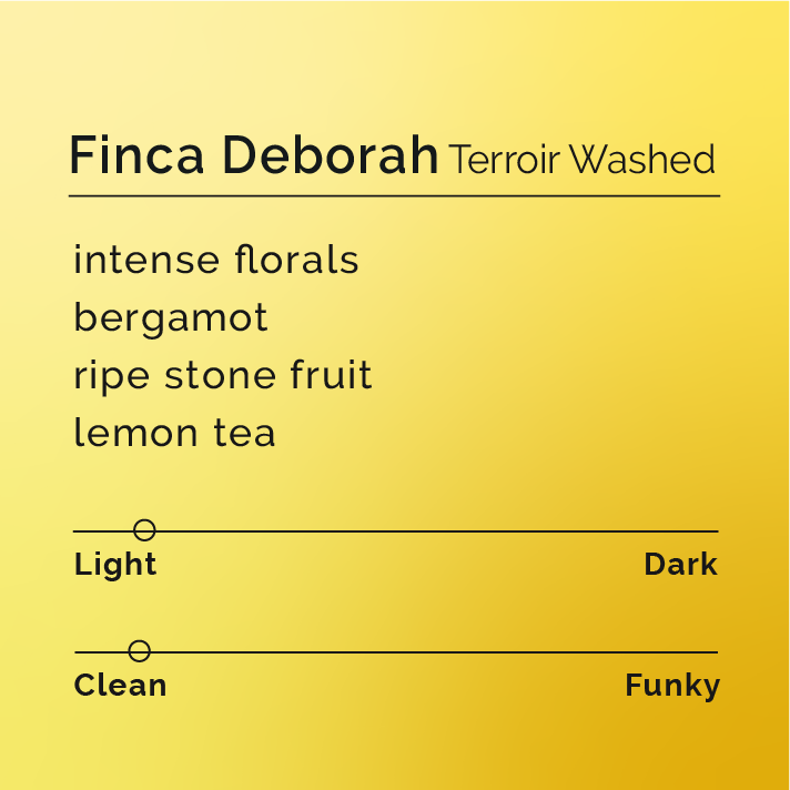 Coffee-tasting card for Finca Deborah Terroir Washed, highlighting intense florals, stone fruit, lemon tea, light roast, clean processing, and producer Jamison Savage’s innovative methods.