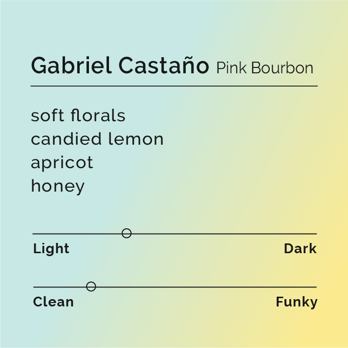 Gabriel Castaño - Pink Bourbon coffee, hand-picked and anaerobically processed, promising floral aromas and flavors of candied lemon, apricots, and honey.