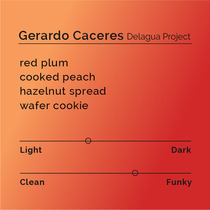 Gerardo Caceres - Delagua Project coffee, featuring hand-selected cherries from El Salvador's Ilamatepec region, processed anaerobically to highlight stone fruit and dessert-like flavor profiles.