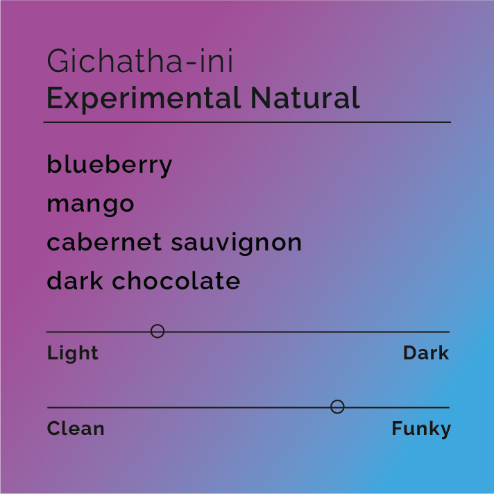 Gichatha-ini Experimental Natural coffee tasting card with notes of blueberry, mango, cabernet sauvignon, dark chocolate; light roast, slightly funky profile.