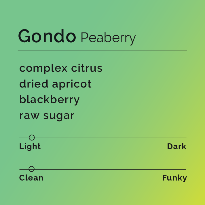 Gondo Peaberry coffee tasting card highlights a light roast with clean flavor notes of complex citrus, dried apricot, blackberry, and raw sugar.