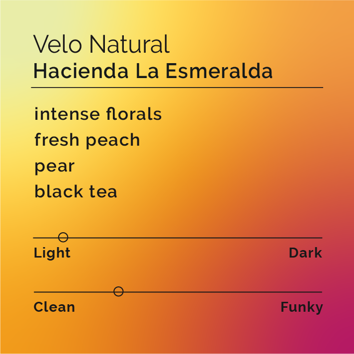 Hacienda La Esmeralda - Velo Natural coffee beans, known for floral and stone fruit notes, displayed in a bag highlighting its Panamanian Gesha origin and natural process.