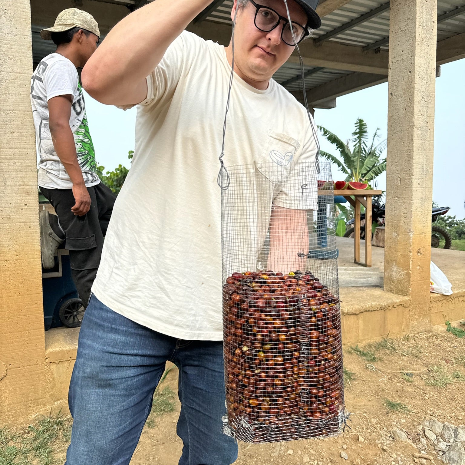 A man holding a basket of coffee cherries at origin, showing the process of Thermal Shock Coffee.
