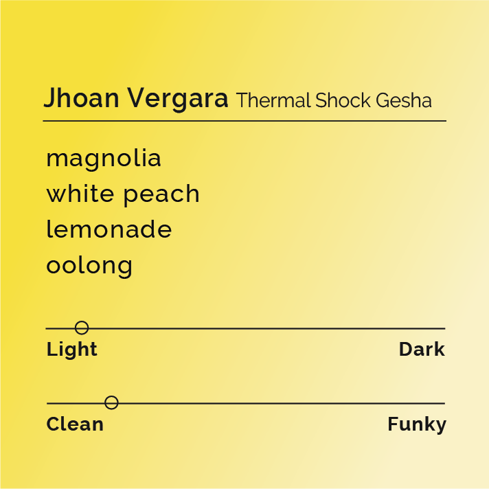 Jhoan Vergara - Thermal Shock Gesha coffee, showcasing innovative processing methods from Las Flores farm in Colombia, highlighting its vibrant, citrusy, and floral characteristics.