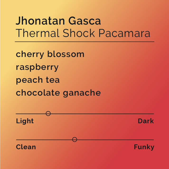 Jhonatan Gasca Thermal Shock Pacamara tasting notes include cherry blossom, raspberry, peach tea, and chocolate ganache, with a light roast and slightly funky style.