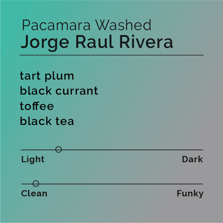 Jorge Raul Rivera - Pacamara Washed coffee profile card featuring tart plum, black currant, toffee, black tea notes, light roast, and clean flavor.