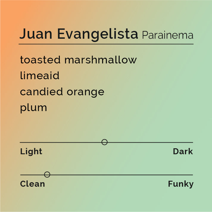 Juan Evangelista - Parainema Washed coffee beans, highlighting the washed process and Parainema variety from Santa Barbara, Honduras, reflecting the producer's expertise and dedication.