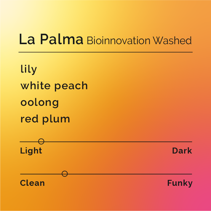 La Palma - Bioinnovation Washed coffee, showcasing the Gesha variety, noted for its floral, citrus, and stone fruit flavors, inspired by wine fermentation methods.