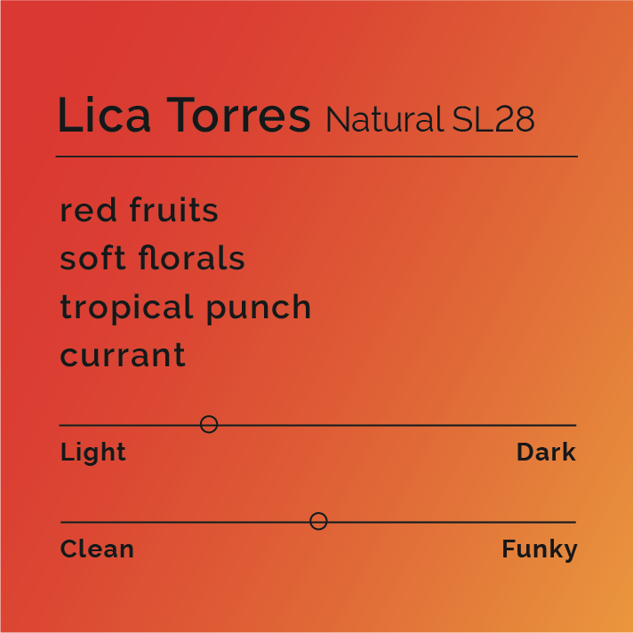 Stylized coffee-tasting card for Lica Torres Natural SL28, highlighting flavor notes: red fruits, florals, tropical punch, currant, with roast and style sliders.