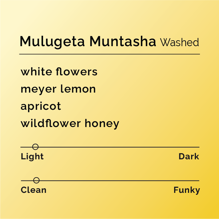Mulugeta Muntasha Washed coffee score card displaying tasting notes: white flowers, Meyer lemon, apricot, wildflower honey; light and clean flavor profile.