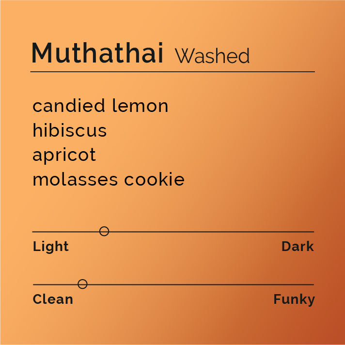 Muthathai - Washed coffee from Embu, Kenya, showcasing SL28 beans. Fermented, washed, dried slowly, offering floral, candied lemon notes with a sweet, rich finish.