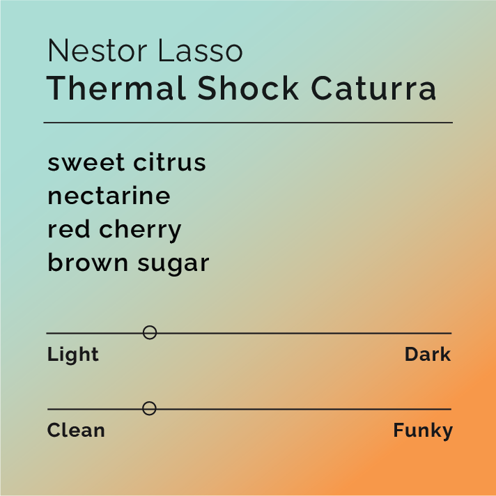 Product label for 'Nestor Lasso Thermal Shock Caturra' with flavor description and attribute ratings on a gradient background.