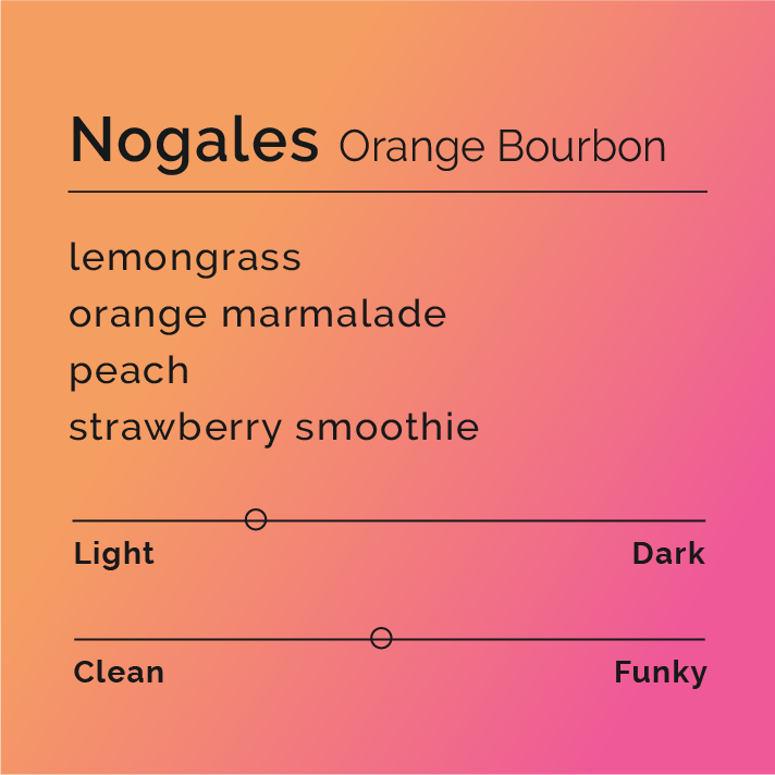 Nogales - Orange Bourbon coffee beans from Los Nogales farm, known for its thermal shock process, enhancing floral, fruity, and creamy flavors.