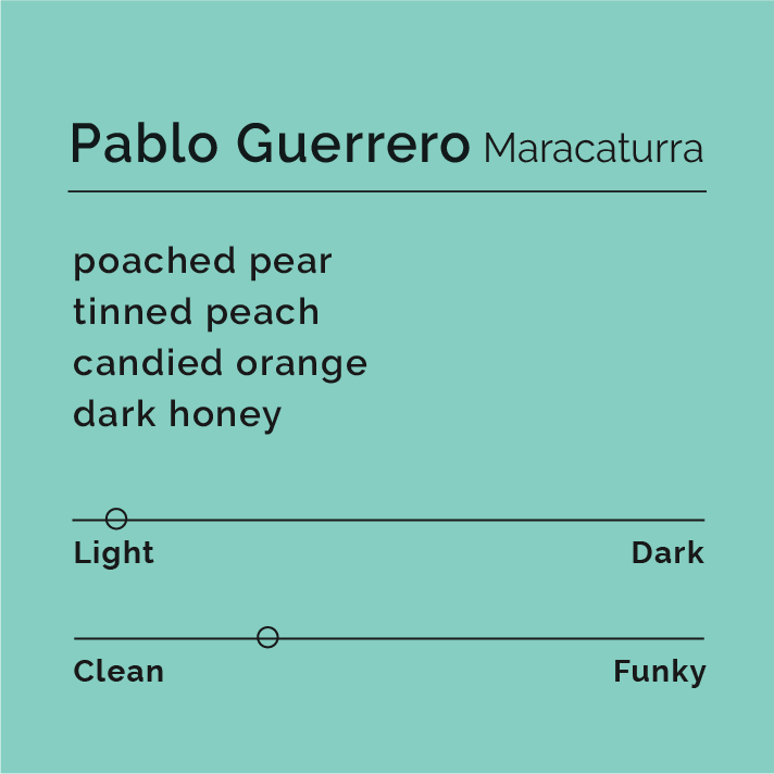 Pablo Guerrero - Maracaturra coffee packaging, featuring bold black text on a blue background, highlighting its unique fermentation process and origin from Tangua, Colombia.