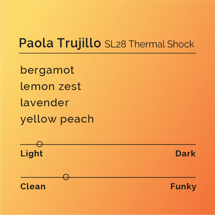 Paola Trujillo - SL28 Thermal Shock coffee, handpicked cherries processed with thermal shock, delivering citrus, floral notes, showcasing Colombian craftsmanship at Patio Bonito farm.