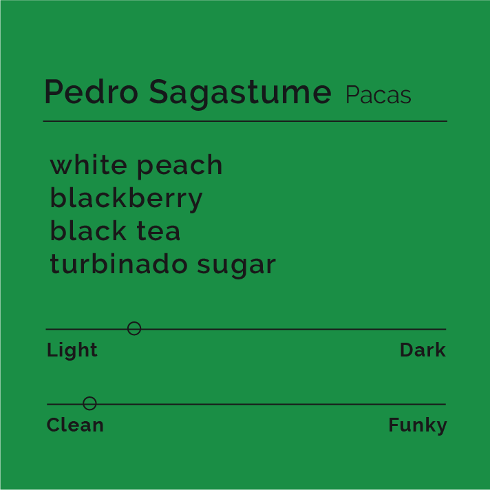 Pedro Sagastume - Pacas coffee beans drying on raised beds at Los Quetzales farm, showcasing the washed process that enhances vibrant stone fruit and berry flavors.