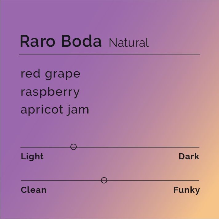 Raro Boda - Natural coffee beans processed at Raro Boda wet mill, highlighting Ethiopian origin with notes of raspberry, grape, and apricot. Produced by Negussee Debela.