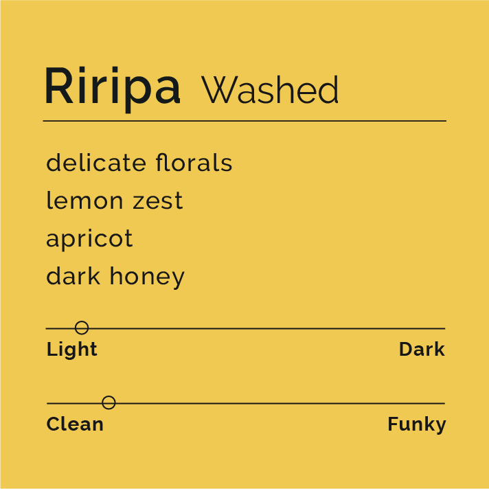 Riripa - Washed coffee beans from Ethiopia, produced by Negussee Debela, emphasizing delicate floral notes, tropical hints, and balanced sweetness, processed at Haji Betro Wet Mill.
