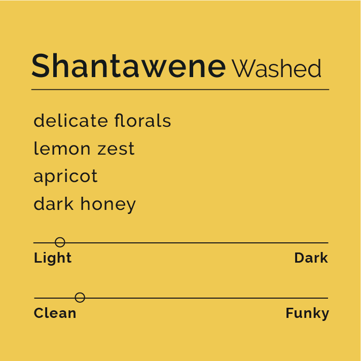 Shantawene - Washed coffee beans from Sidamo, Ethiopia, highlighting their high-altitude origin and the unique washed process used by local farmers.