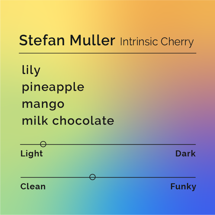 A graphic with a morpheus gradient with the colors of light yellow to tangerine orange to a lime green and blue purple. The graphic has the title, Stefan Muller Intrinsic Cherry and tasting notes lily, pineapple, mango, and milk chocolate. It has a horizontal line with a roast level scale on the light side and a mild funk.