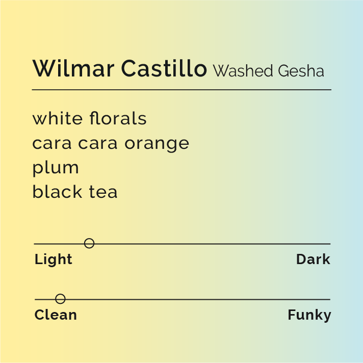 Wilmar Castillo Washed Gesha - Instant Coffee packaging with six pouches, boasting notes of white florals, cara cara orange, plum, and black tea.