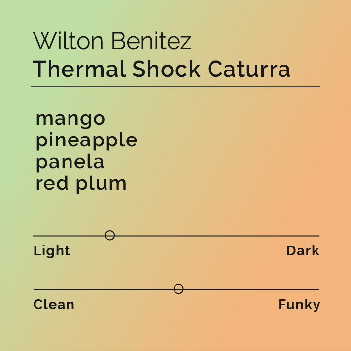 Wilton Benitez - Thermal Shock Caturra coffee from Colombia, showcasing unique processing methods with tropical and stone fruit flavors, crafted by renowned producer Wilton Benitez.