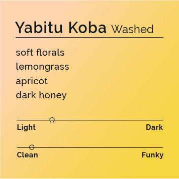 Yabitu Koba - Washed coffee beans from Ethiopia, highlighting Gorifinesh Alemu's processing methods, promising sweet, fruity flavors with floral and herbal citrus notes.