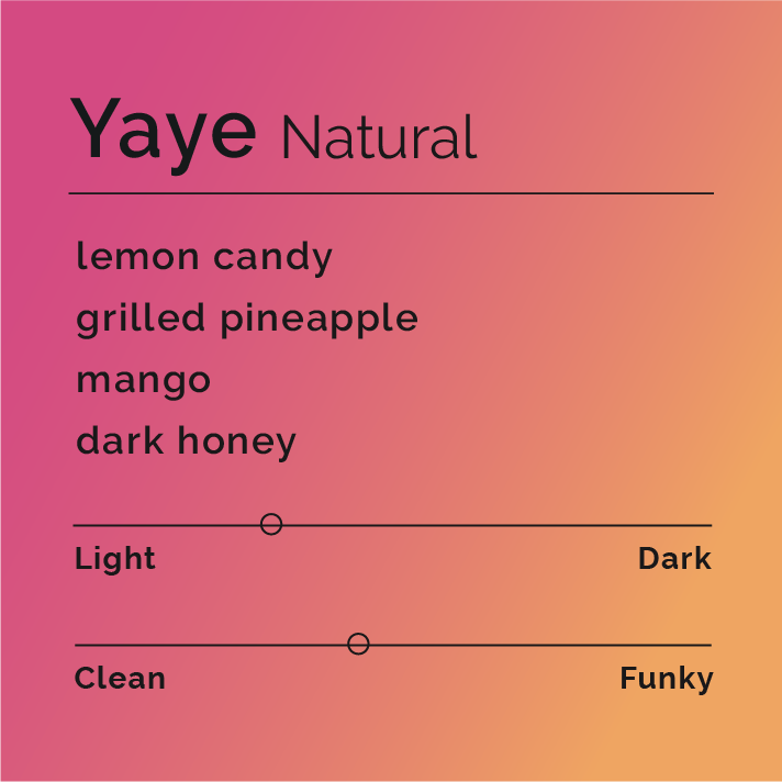 Yaye - Natural coffee beans from Arbegona, Ethiopia, known for their floral, fruity flavors, are displayed in a burlap sack, highlighting their artisanal quality.