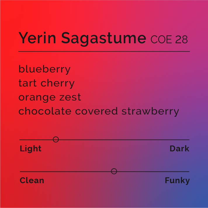 Yerin Sagastume - COE 28 coffee, featuring SL-28 beans from El Carreto, highlighting vibrant fruit notes and a rich aroma, reflecting its Honduran origin.