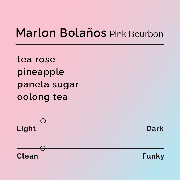 Product label for Marlon Bolaños - Pink Bourbon with flavor description, clean funk, and lighter roast, on a color gradient background.