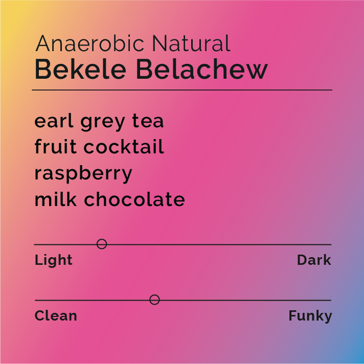 Bekele Belachew Anaerobic Natural coffee-tasting card with notes of earl grey tea, fruit cocktail, raspberry, milk chocolate; sliders indicate light roast and slightly funky profile.