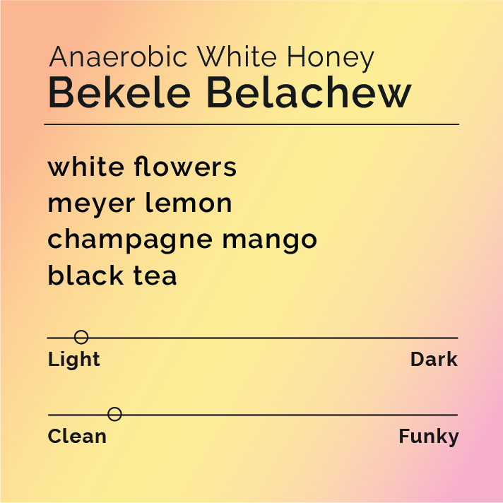 Bekele Belachew Anaerobic White Honey coffee info card, featuring flavor notes of white flowers, meyer lemon, champagne mango, black tea; Light roast, Clean flavor spectrum.