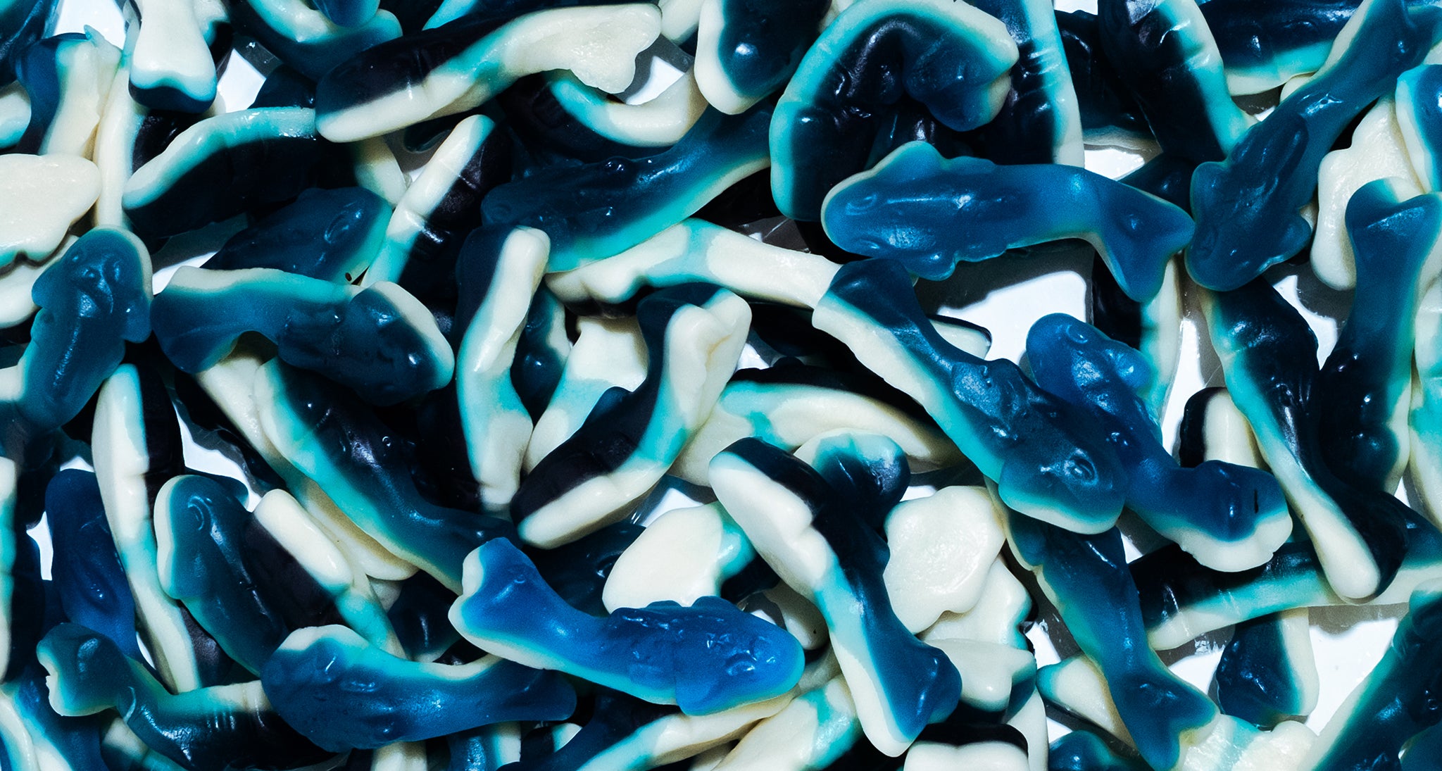 A picture of close up view of a pile of gummy candy in the shape of sharks with white to blue coloring.