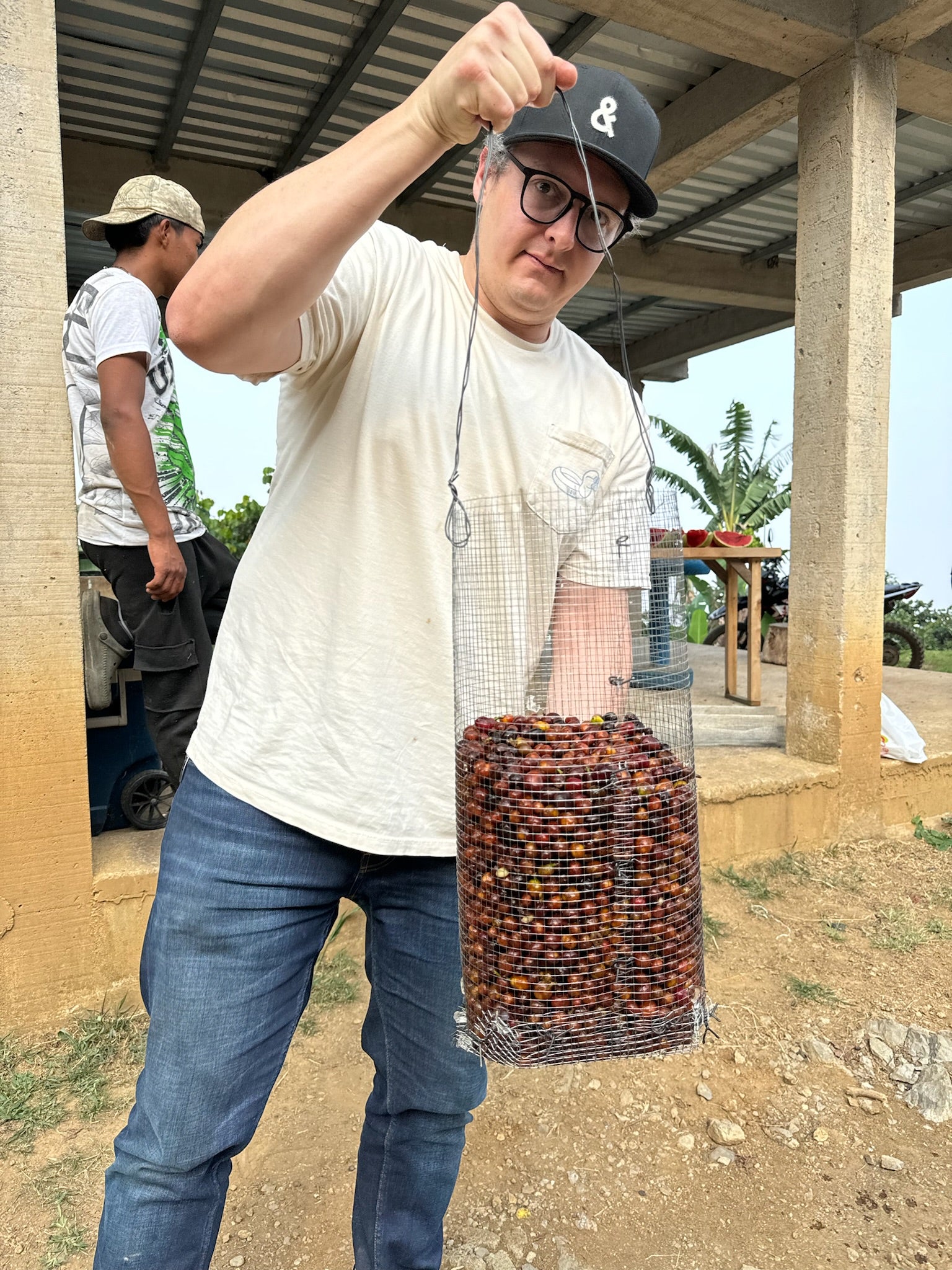 A man holding a basket of coffee cherries at origin, showing the process of Thermal Shock Coffee.