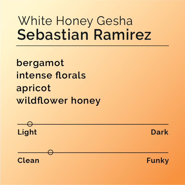 White Honey Gesha tasting-note card; features light roast, clean flavor, notes of bergamot, florals, apricot, wildflower honey, from producer Sebastian Ramirez, Quindío, Colombia.