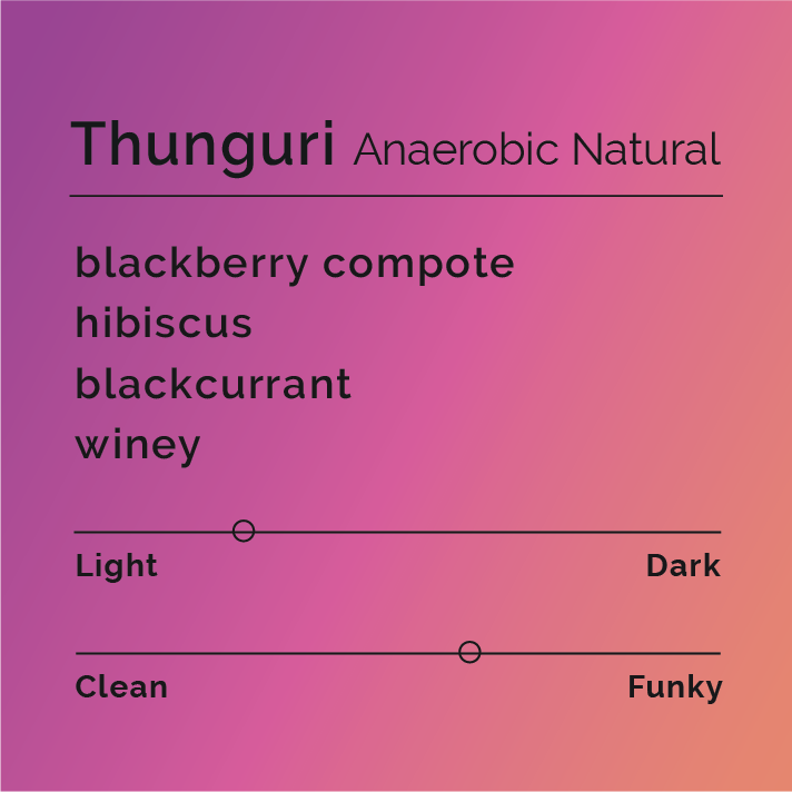 Thunguri Anaerobic Natural coffee profile card; light roast, funky flavor, notes of blackberry compote, hibiscus, blackcurrant, winey; from Thunguri Coffee Factory, Kenya.